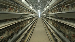 规模蛋鸡场，秋季蛋鸡饲养管理要点分析