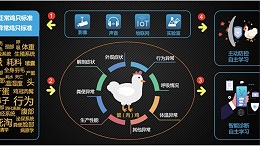 中国特色规模蛋鸡养殖家禽兽医发展方向