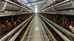 趋于饱和态势下的中国蛋鸡产业之发展思考