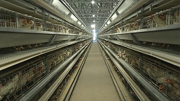 中国32家100万只以上蛋鸡场名单发布！