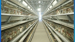 蛋鸡立体养殖技术指导意见 农业农村部信息中心