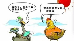 夏季高温规模化蛋鸡养殖，热应激不仅仅是环境问题？最重要的是管理