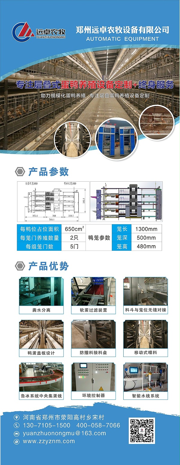 蛋鸭优势