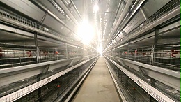 2023年蛋鸡产业发展情况、未来发展趋势及建议
