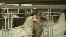 规模化蛋鸡自动化养殖夏季高温低湿阶段的防暑降温管理 远卓农牧