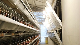 案例解读：规模化蛋鸡养殖场夏季如何防控鸡球虫病？
