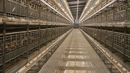 远卓农牧蛋鸭笼养自动化设备赋能蛋鸭集约化自动养殖  客户来访