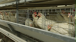 规模化成就肉禽蛋多项世界第一 我国猪肉、禽肉禽蛋产量居世界前列