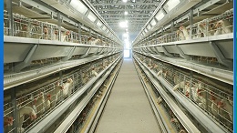 44家蛋鸡企业入选2022年农业农村部畜禽养殖标准化示范场